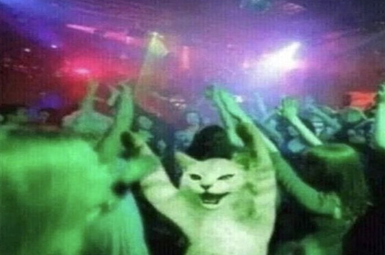 cat