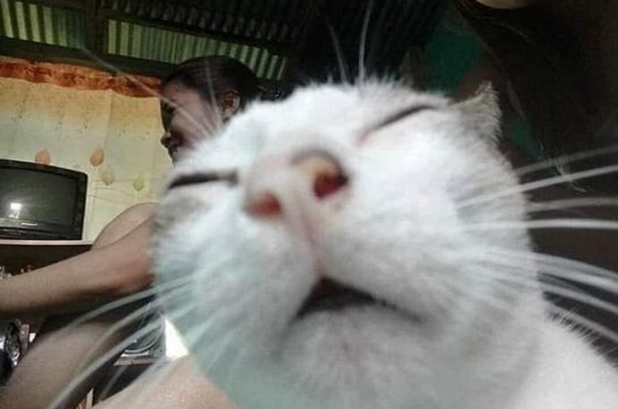 cat