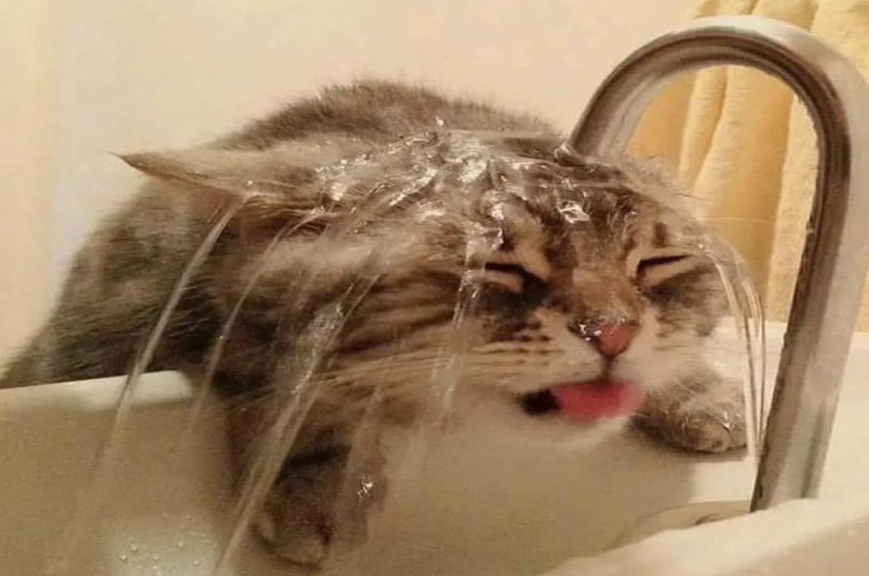 cat