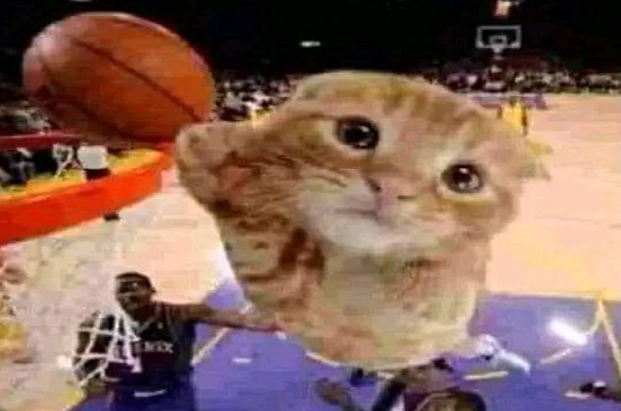 cat